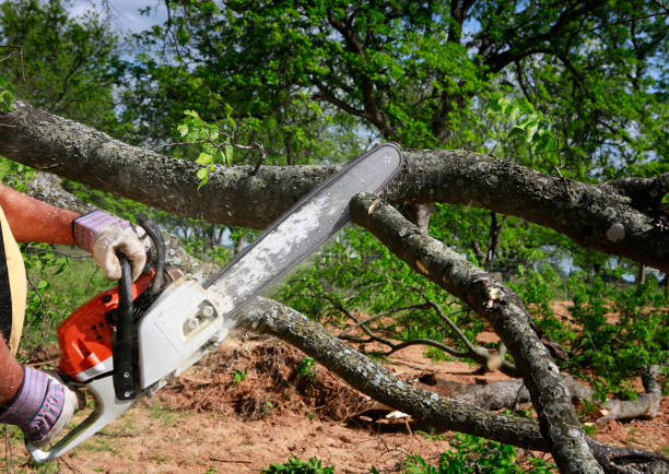 Best Tree Cabling and Bracing  in Fairborn, OH